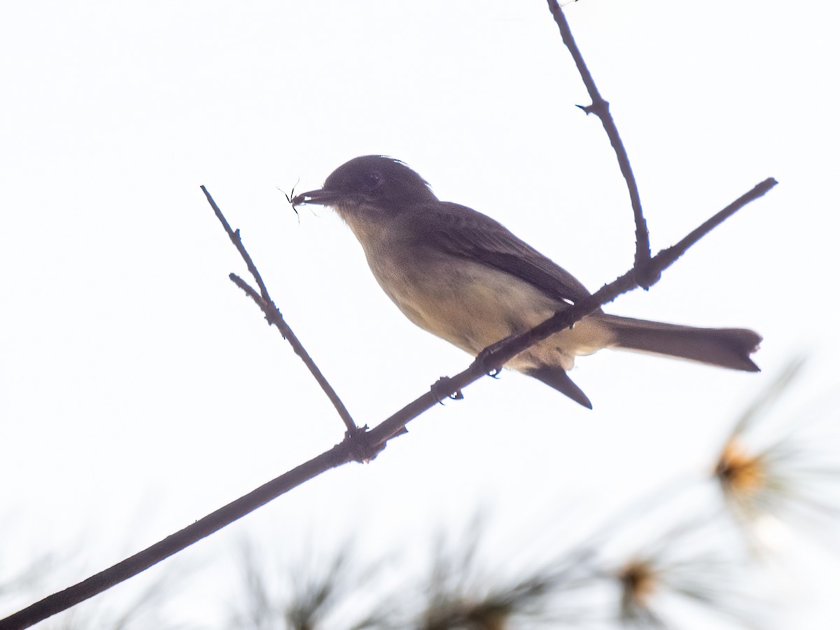 Eastern Phoebe - ML608375967