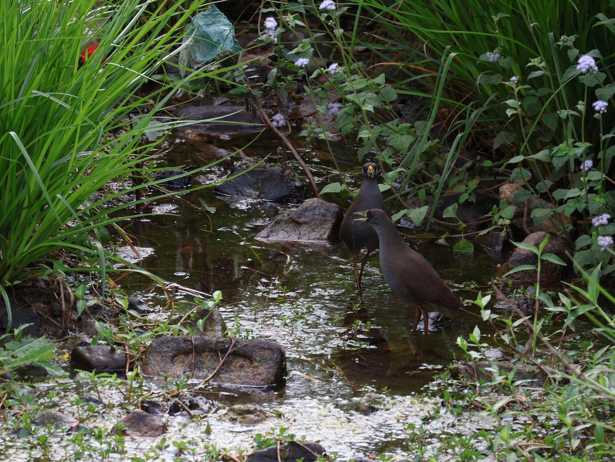 Pale-vented Bush-hen - ML608376093