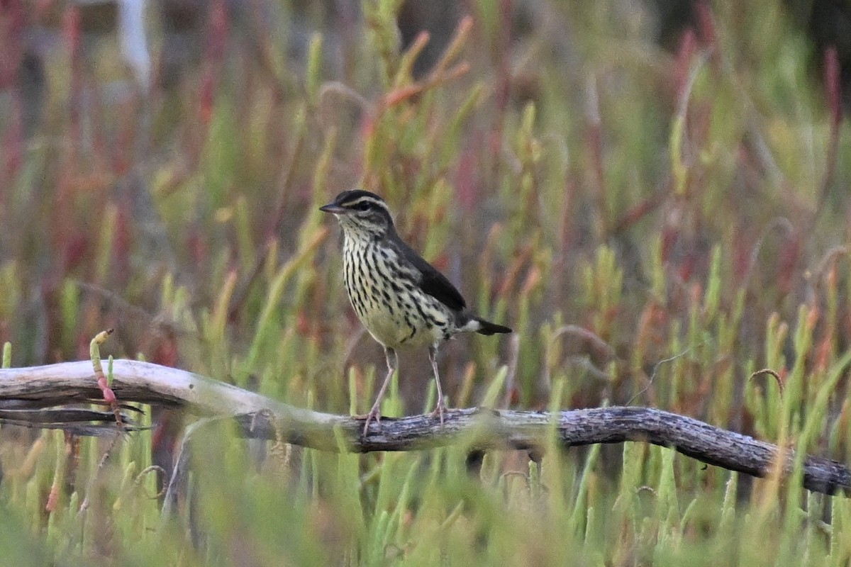 Northern Waterthrush - ML608376185