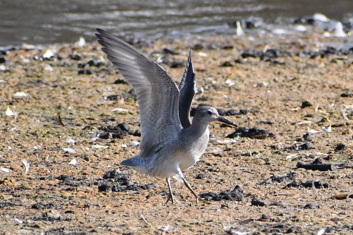 Red Knot - ML608376189