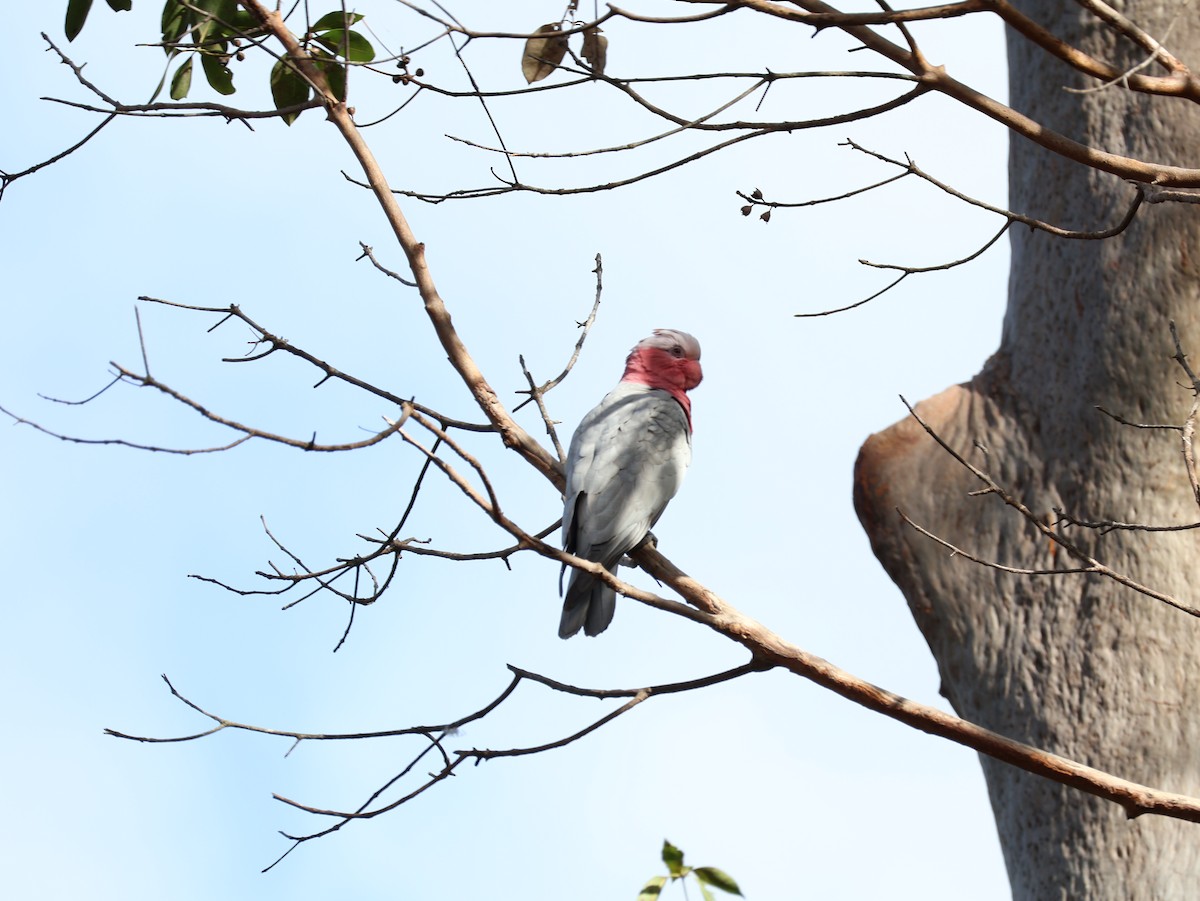 Cacatúa Galah - ML608376217