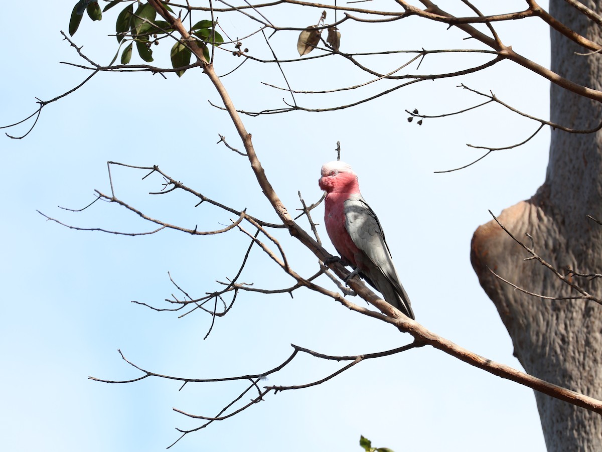 Cacatúa Galah - ML608376218