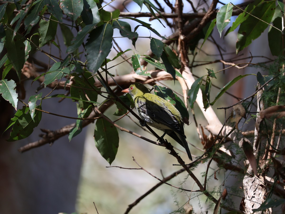 Olive-backed Oriole - ML608376303