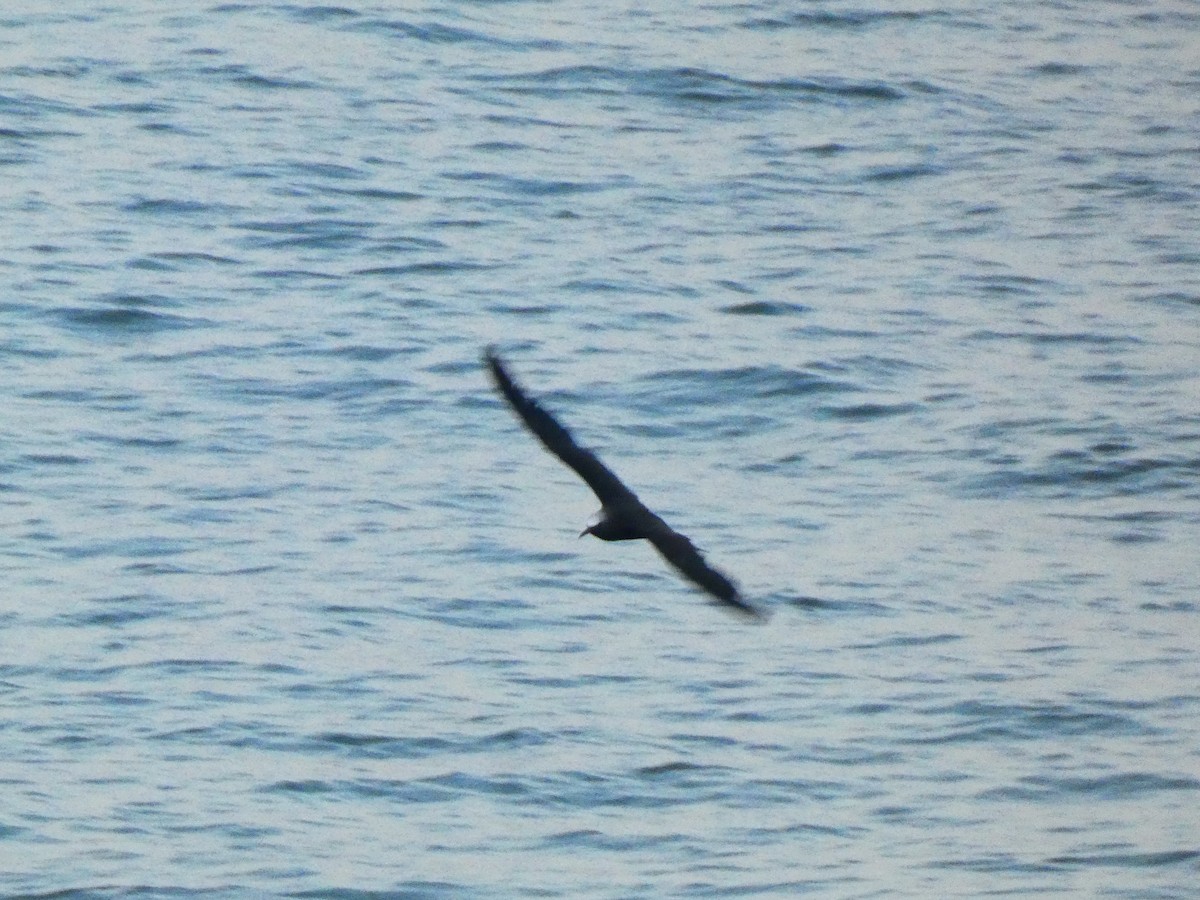 Brown Noddy - ML608376312