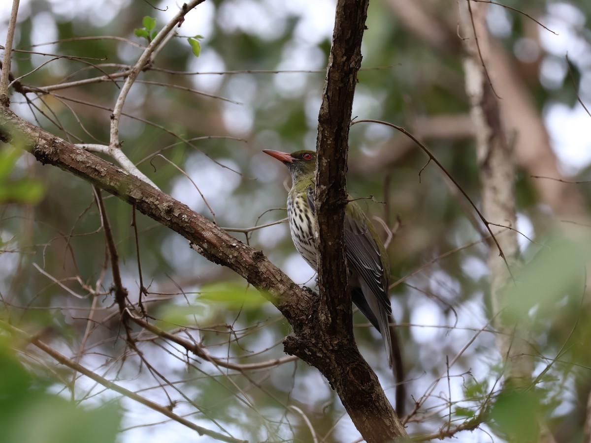 Olive-backed Oriole - ML608376382