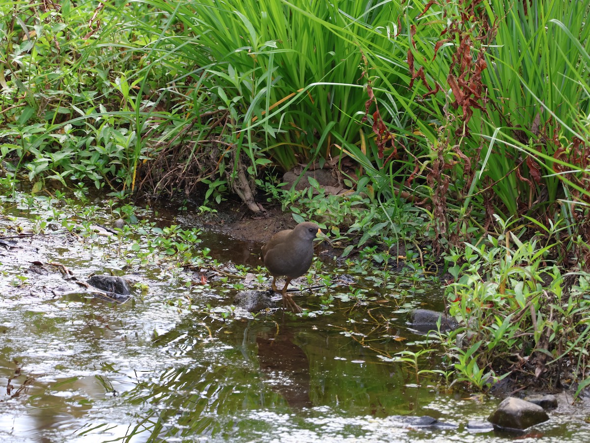 Pale-vented Bush-hen - ML608376399