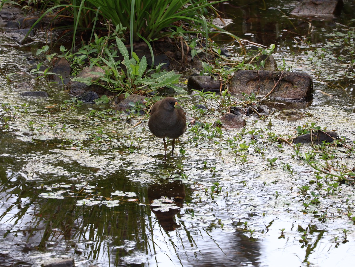 Pale-vented Bush-hen - ML608376400