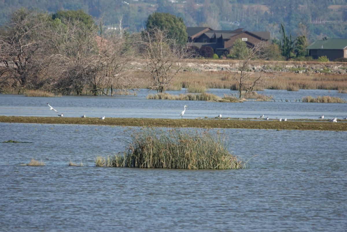 Great Egret - ML608376440