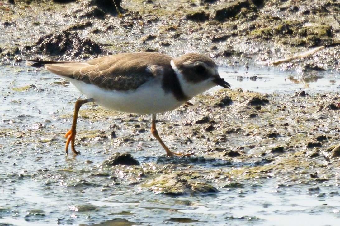 Semipalmated Plover - ML608376484