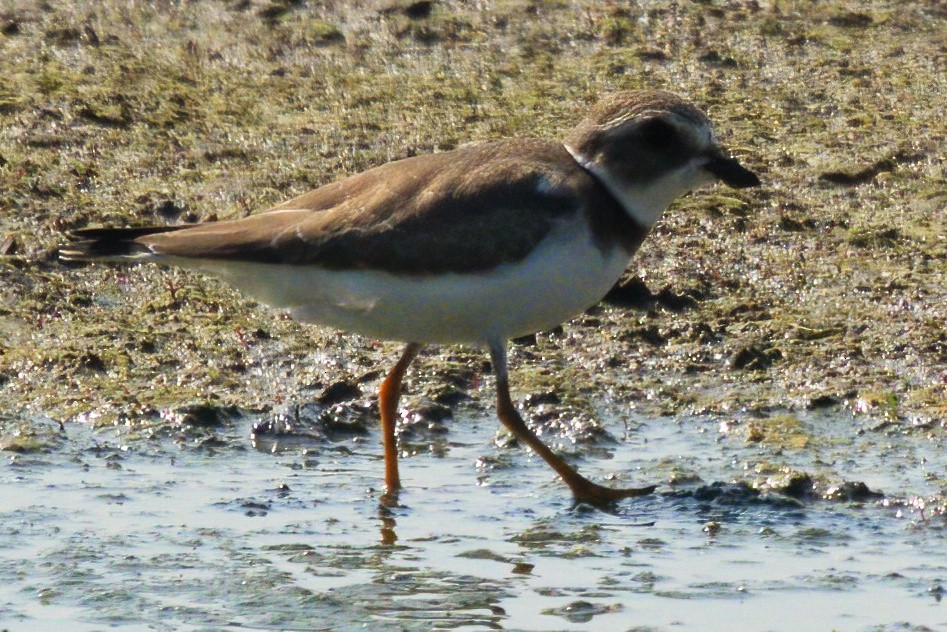 Semipalmated Plover - ML608376485