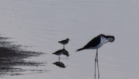 Least Sandpiper - William Harmon