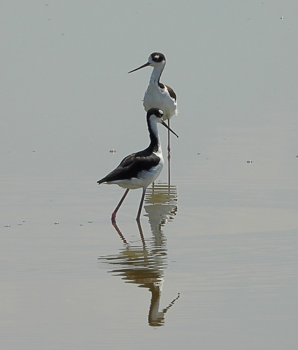 Black-necked Stilt - Cheryl Huner