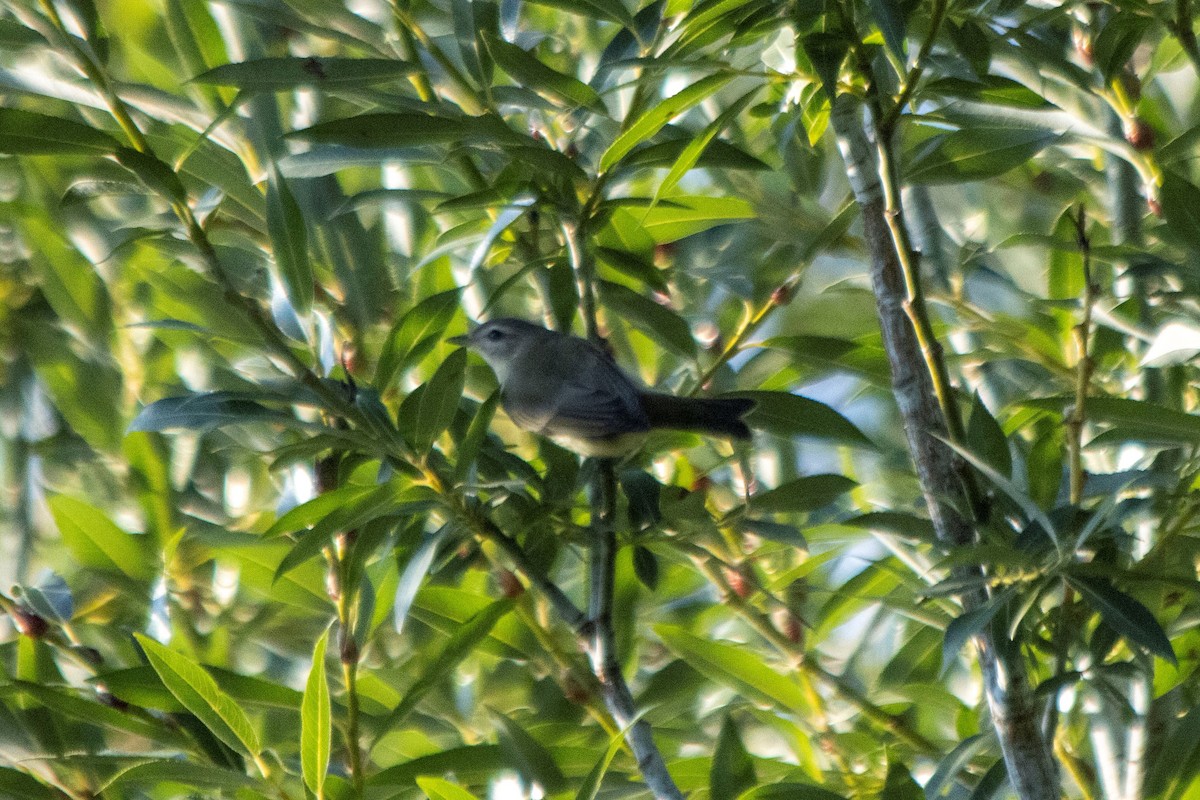 Warbling Vireo - ML608376881