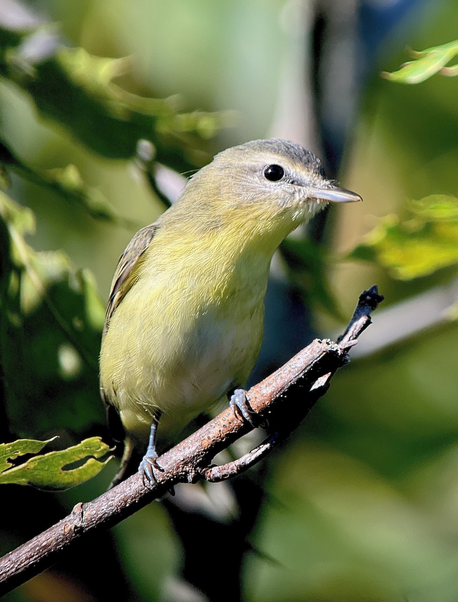 Philadelphia Vireo - Rick Heil
