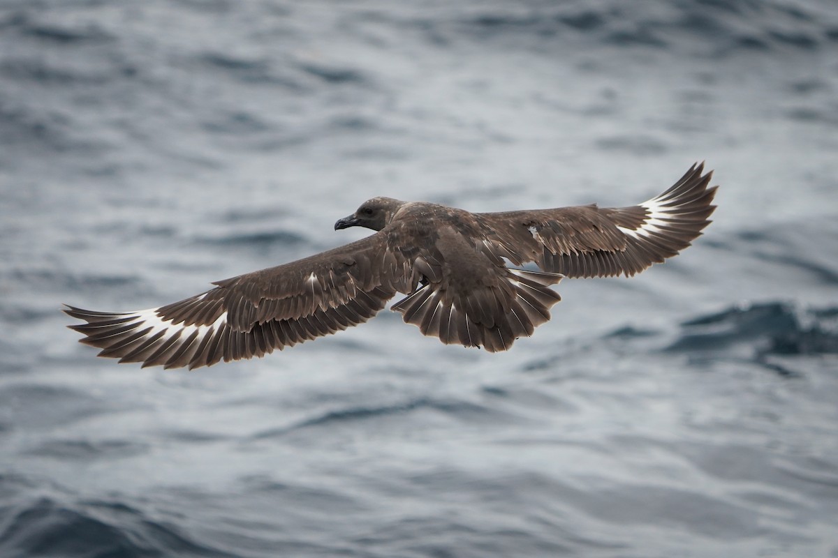 South Polar Skua - Keegan Burke