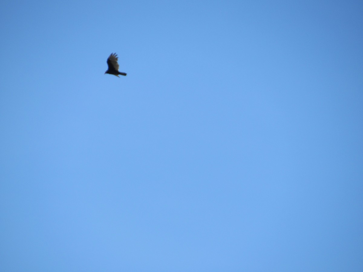 Turkey Vulture - ML608377079