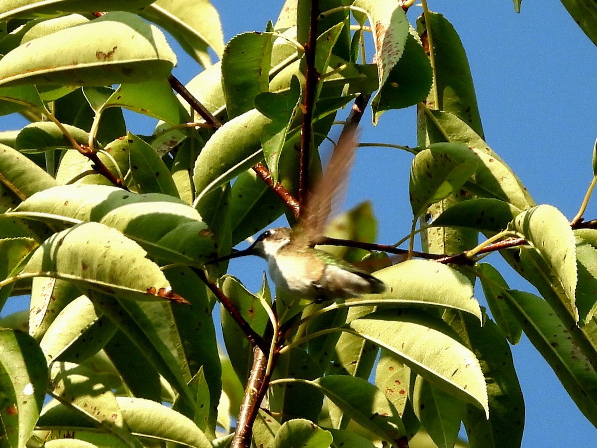 Ruby-throated Hummingbird - ML608377392