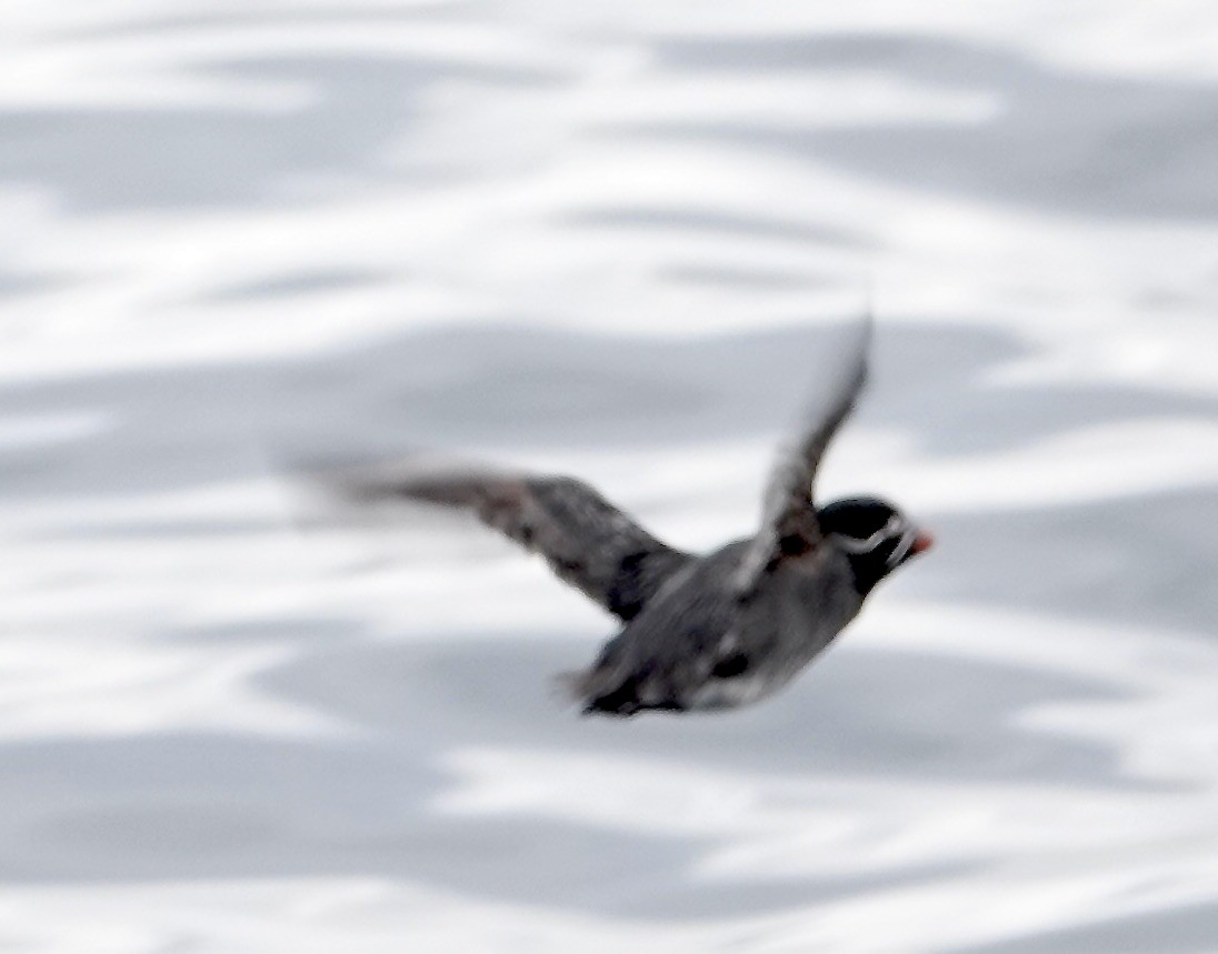 Whiskered Auklet - Judith White