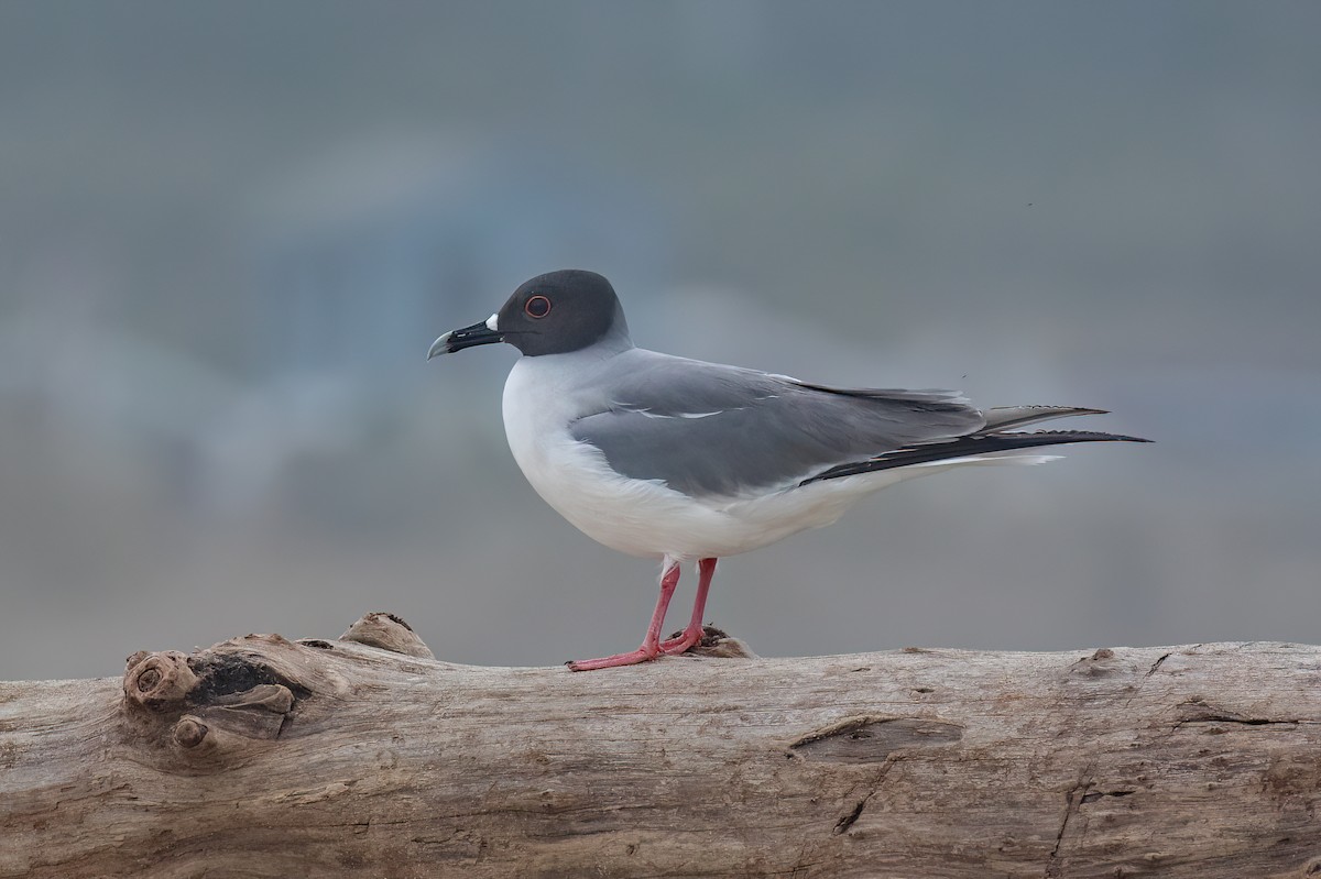 Gaviota Tijereta - ML608377614