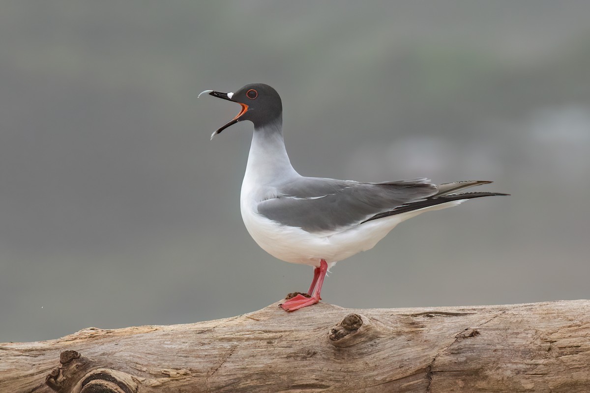 Gaviota Tijereta - ML608377615