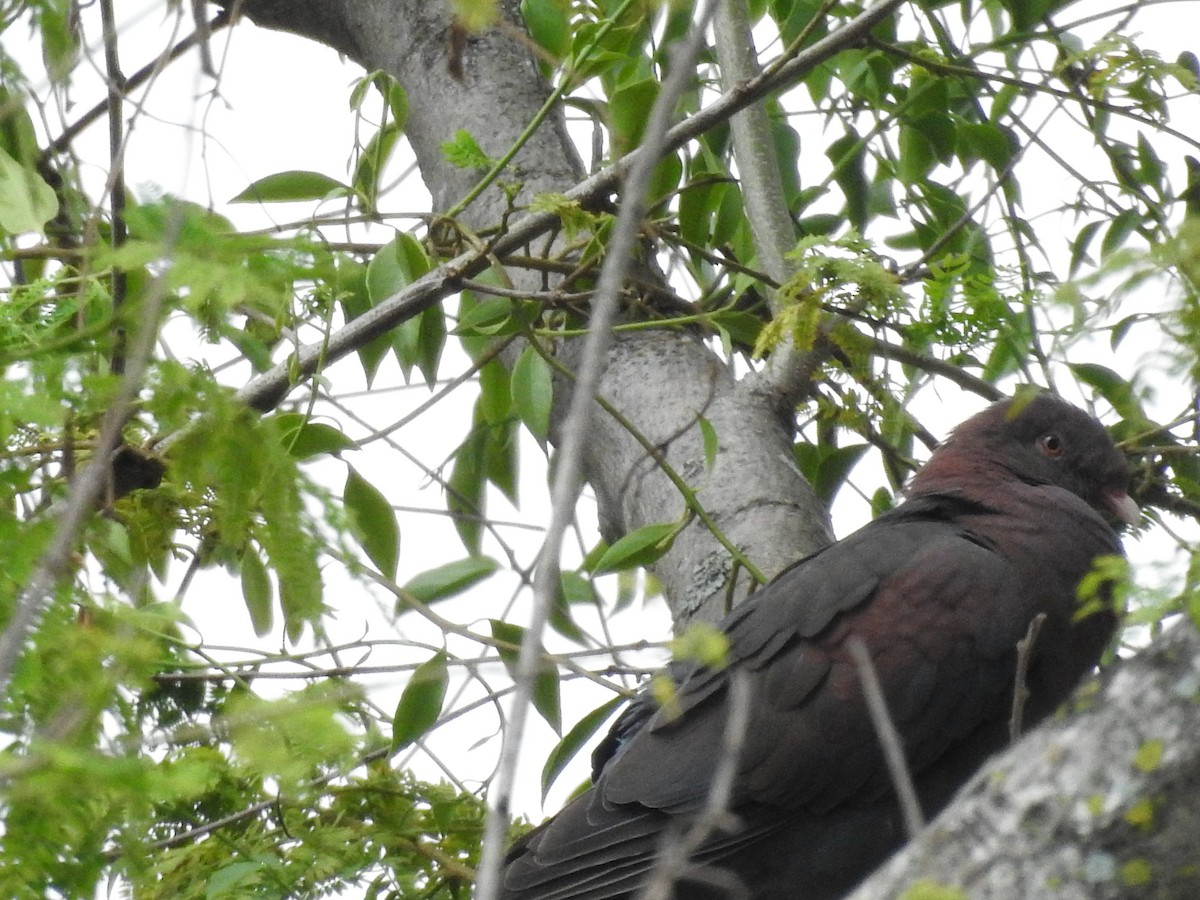 Red-billed Pigeon - Sisgo Rachith Acuña Chinchilla
