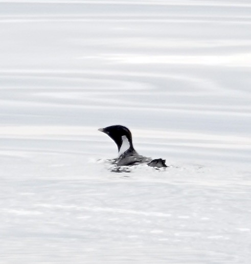 Ancient Murrelet - ML608377646