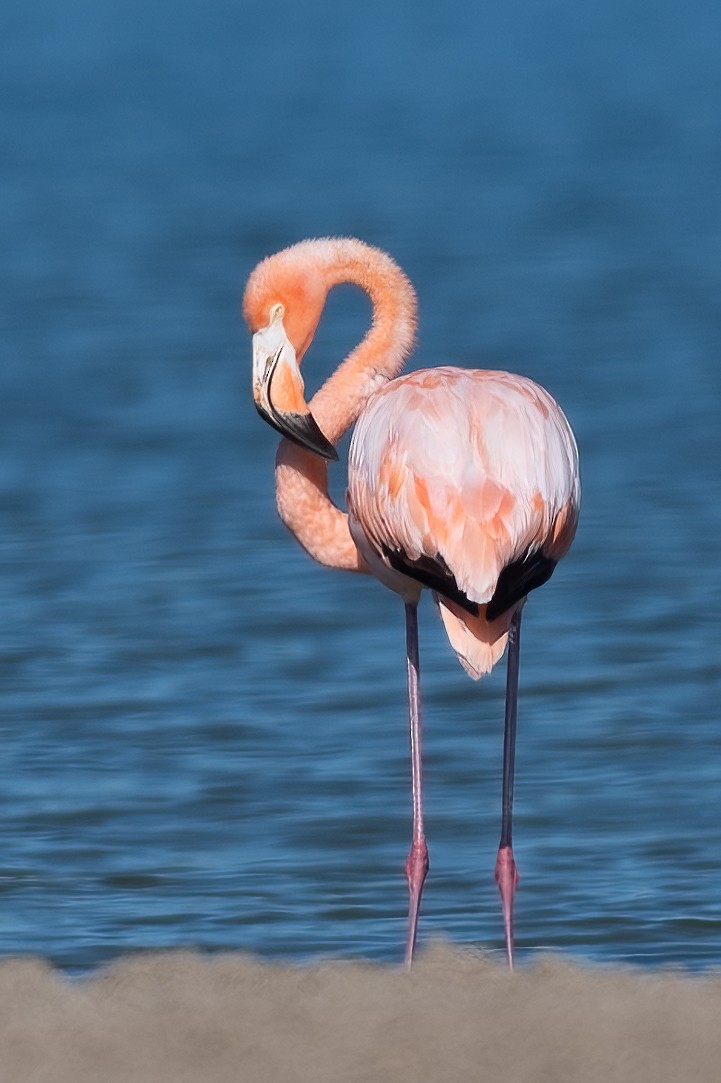 Flamant des Caraïbes - ML608377736