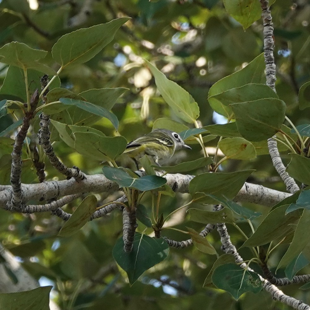 Blue-headed Vireo - ML608377749