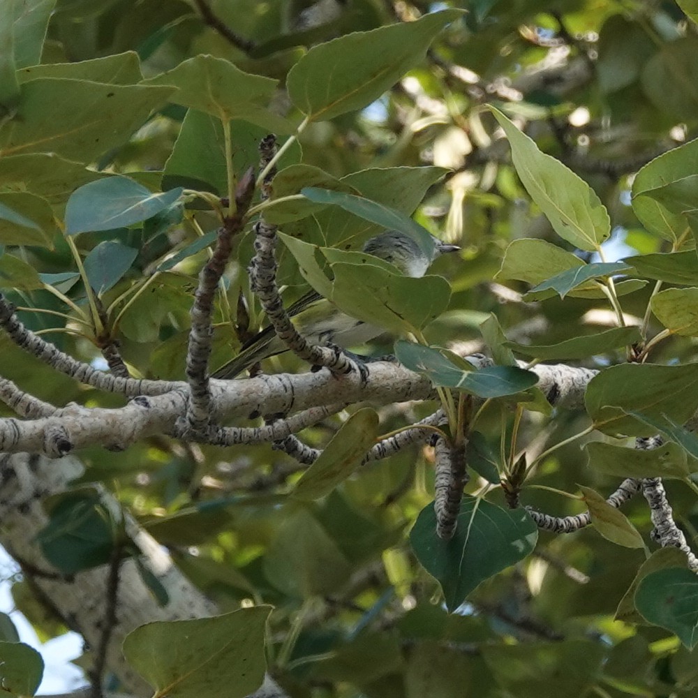 Blue-headed Vireo - ML608377750