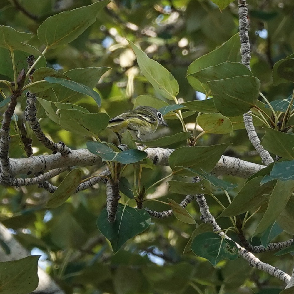 Blue-headed Vireo - ML608377757