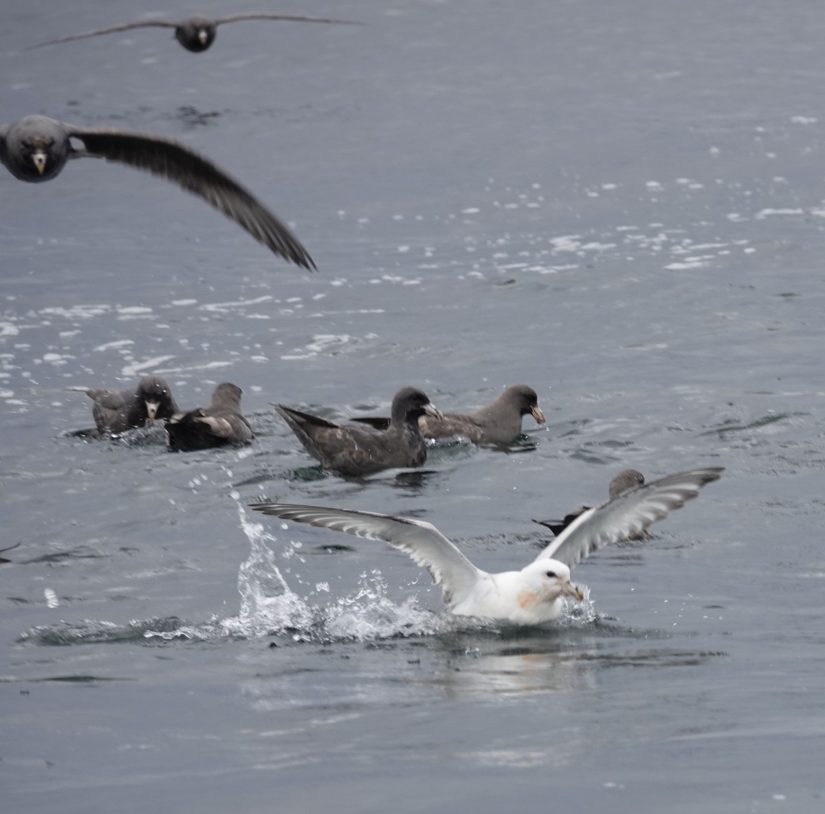 Northern Fulmar - ML608377820