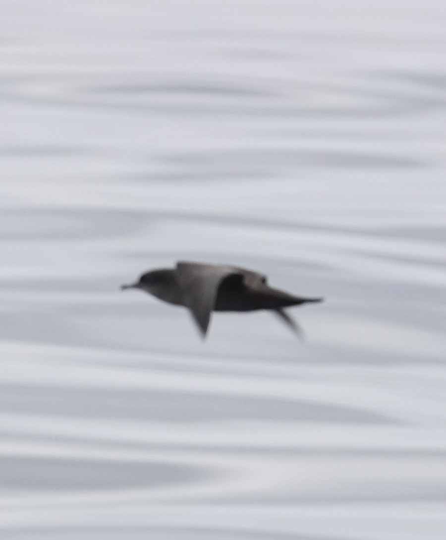 Short-tailed Shearwater - ML608377839