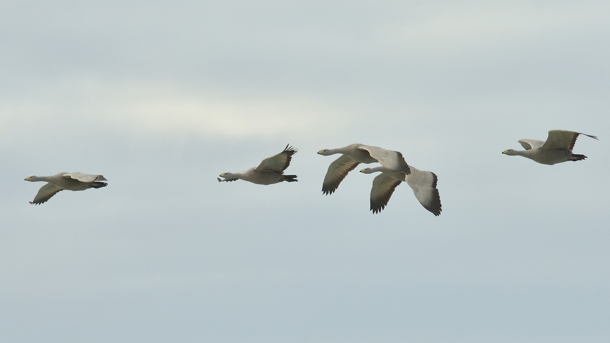 Cape Barren Goose - ML608377846