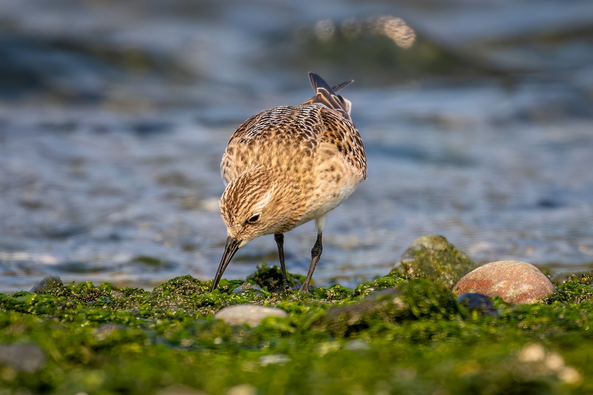 Байрдийн элсэг - ML608378078