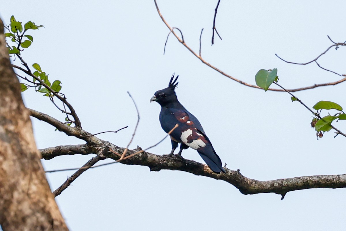 Black Baza - Tom Feild