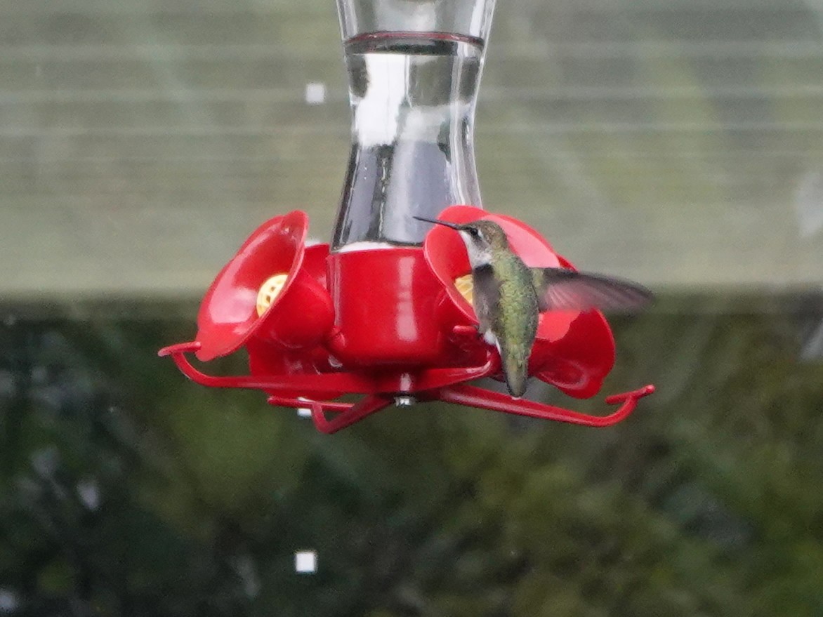 Рубиновогорлый колибри - ML608378188