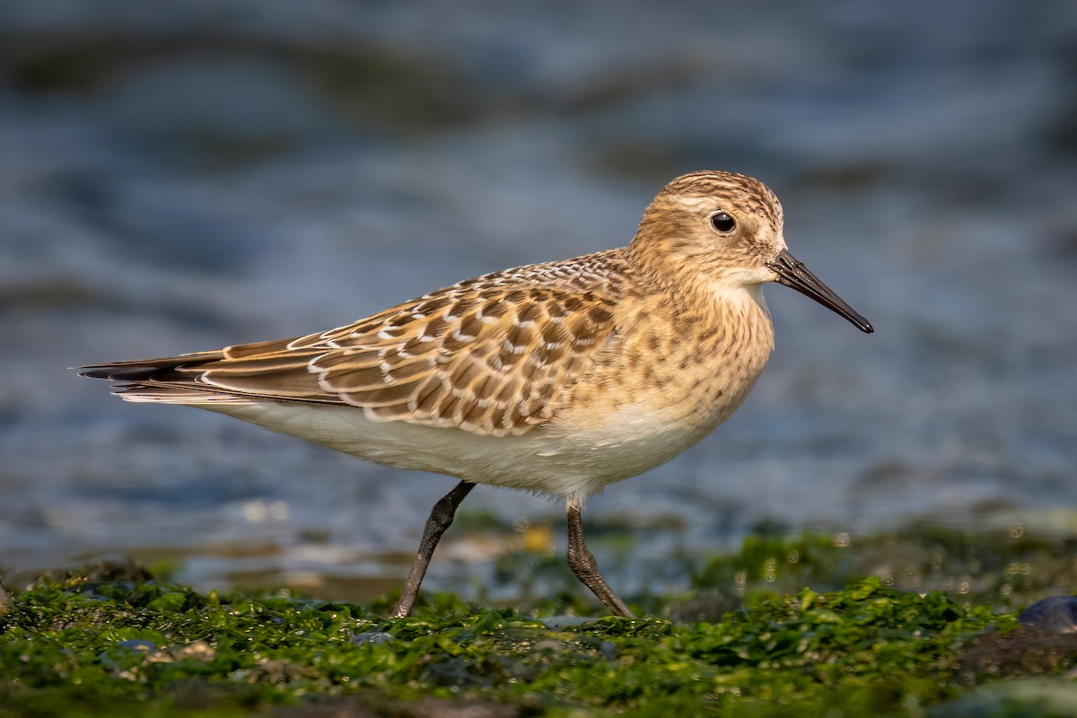 Байрдийн элсэг - ML608378198