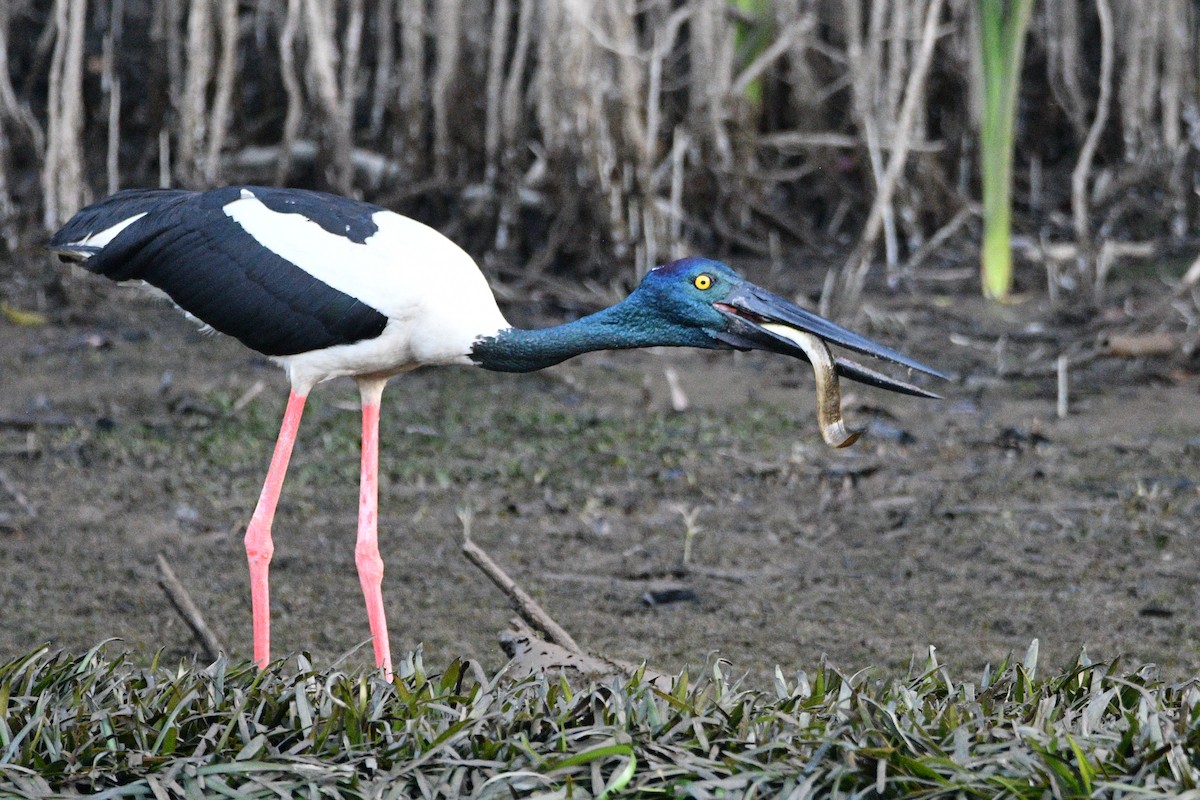 Black-necked Stork - ML608378263