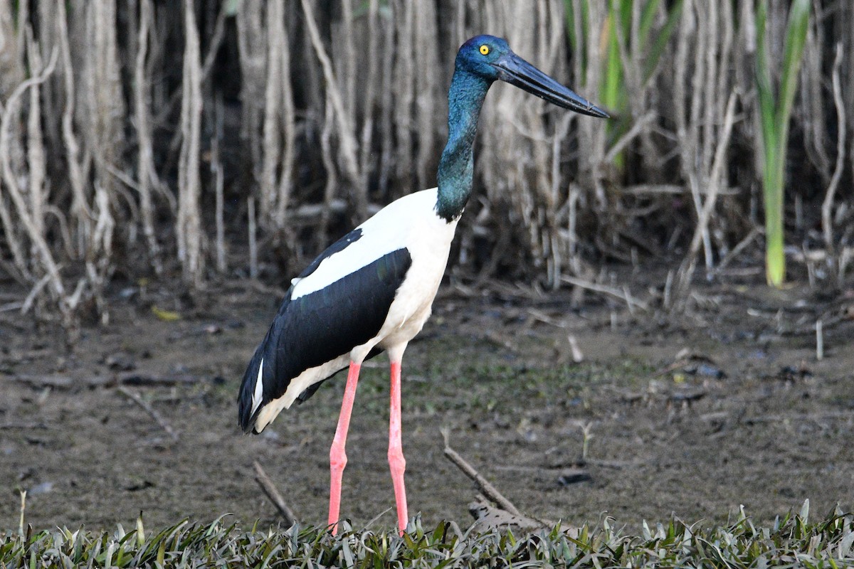 Black-necked Stork - ML608378264