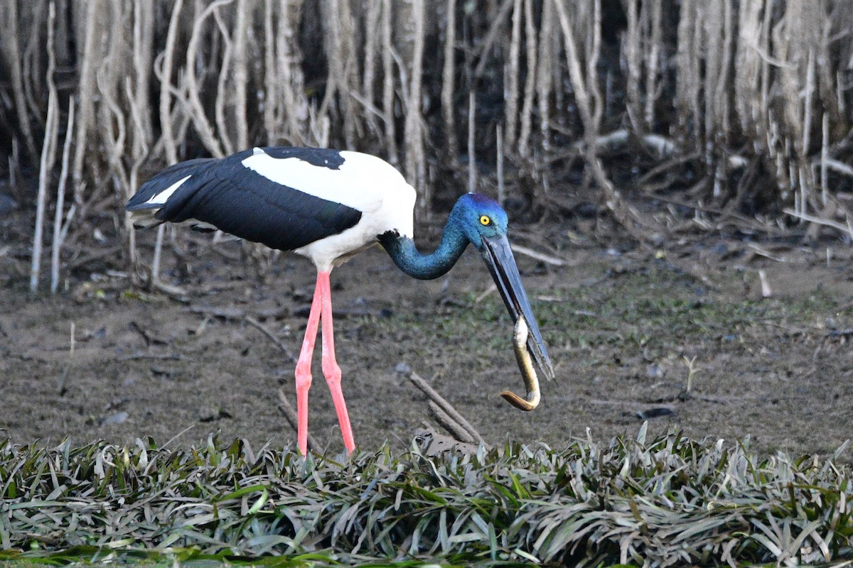 Black-necked Stork - ML608378266