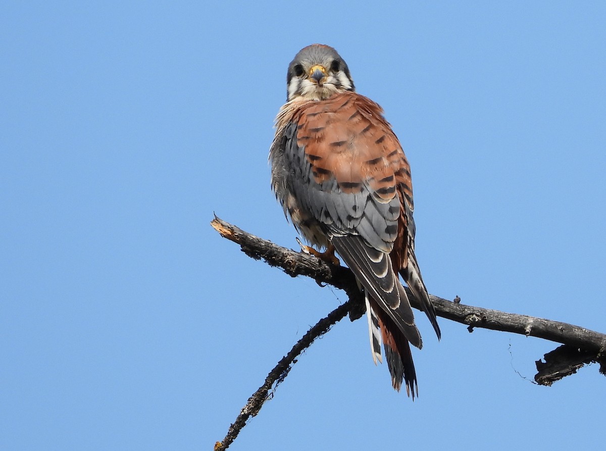 American Kestrel - ML608378326