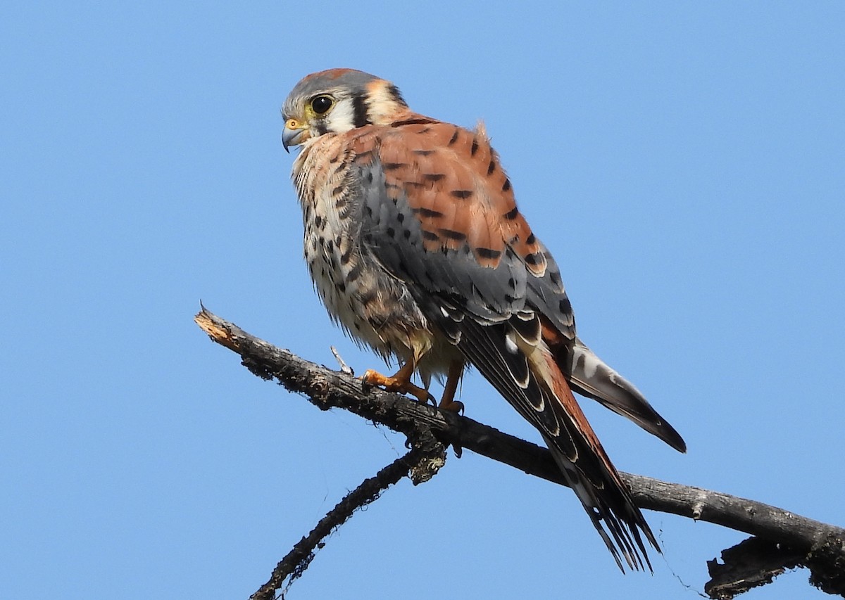 American Kestrel - ML608378335