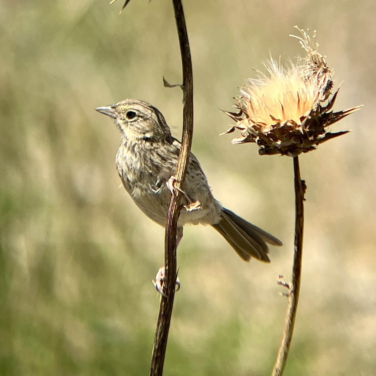 Rufous-crowned Sparrow - ML608378347