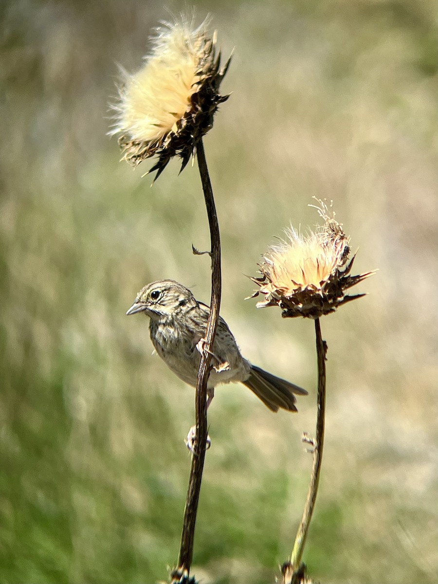 Rufous-crowned Sparrow - ML608378349