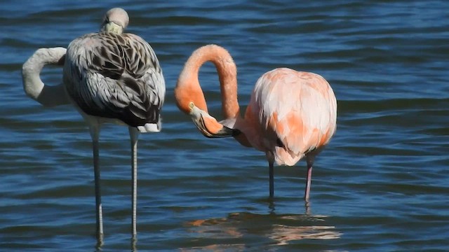 Amerika Flamingosu - ML608378364