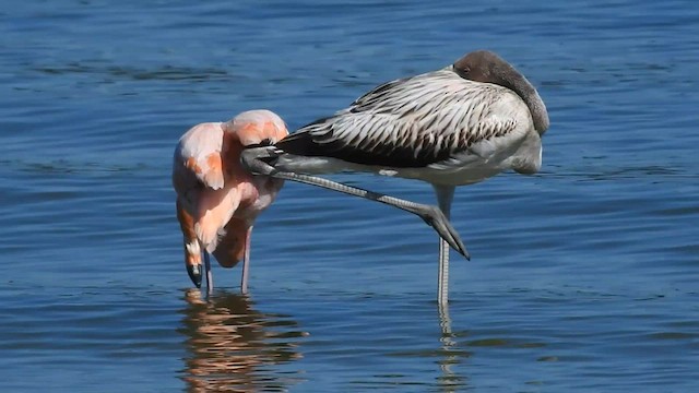 Amerika Flamingosu - ML608378372