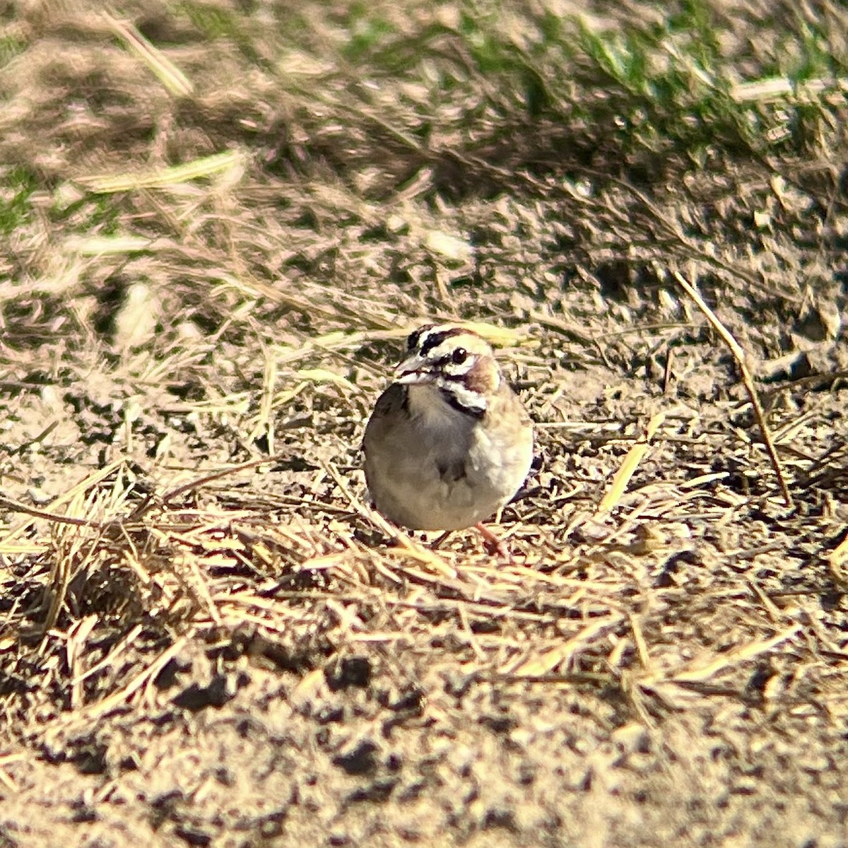 Lark Sparrow - ML608378377