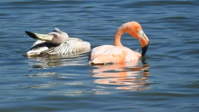 Amerika Flamingosu - ML608378382