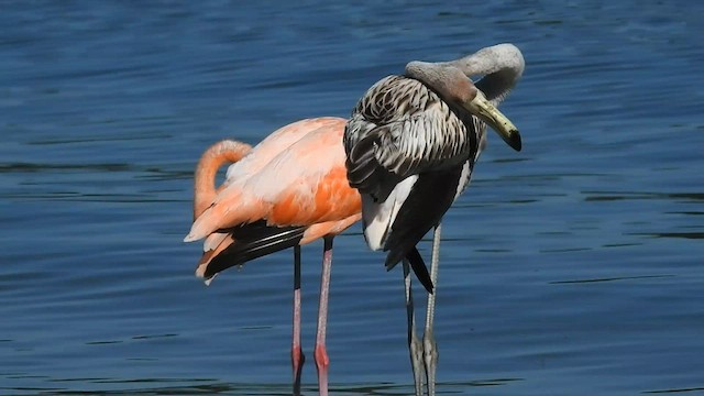 Amerika Flamingosu - ML608378384