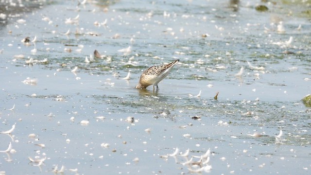 Stilt Sandpiper - ML608378397